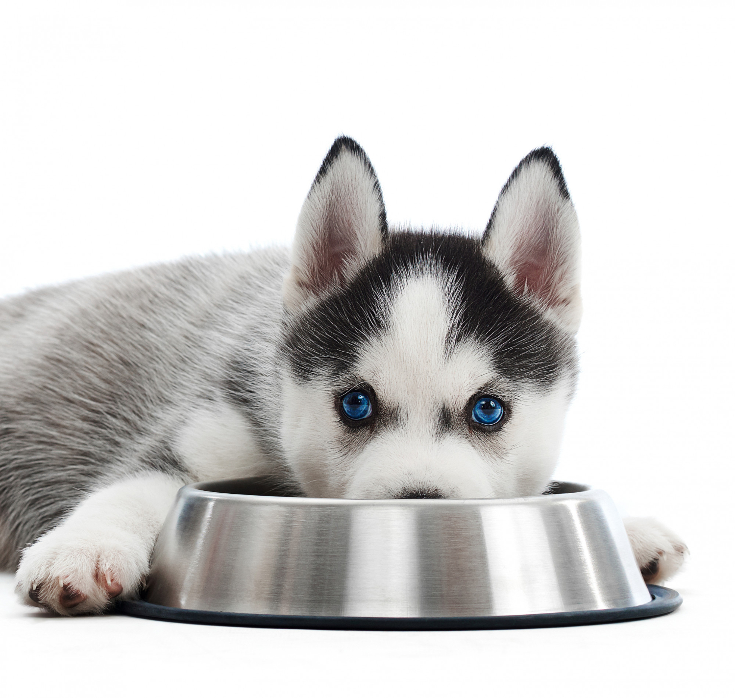 Jak dobrze odżywiać psa?