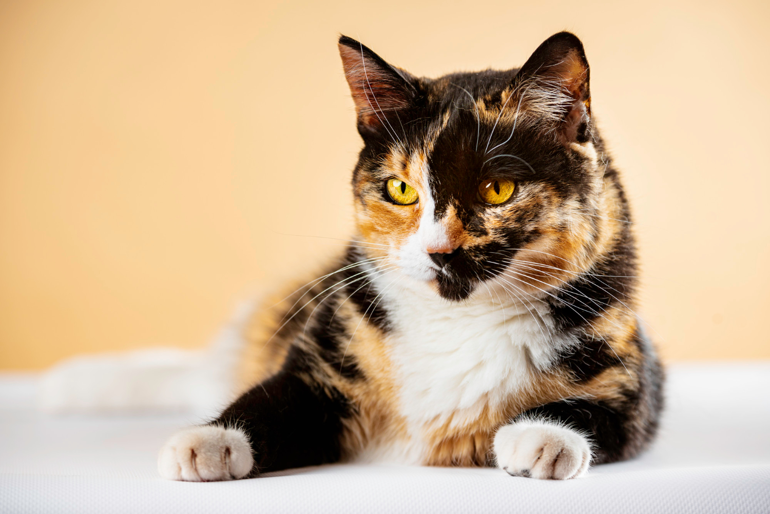 Zapalenie stawów u kota leczenie